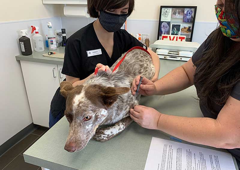 Carousel Slide 5: Dog veterinary exams