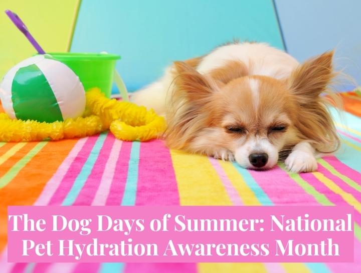 National Pet Hydration Awareness Month